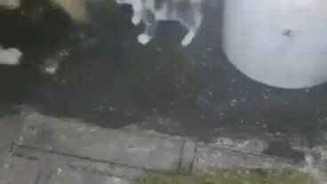cat get bullied by to dogs 😭😭