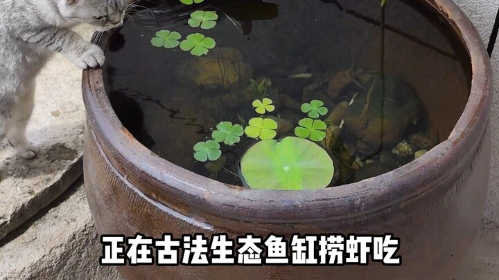 I set up a traditional, eco-friendly fish tank in the yard—now I can raise some fish to supplement t