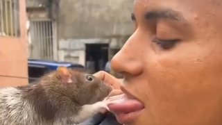 Bocah asing ini memberi susu kepada tikus menggunakan lidahnya, luar biasa!