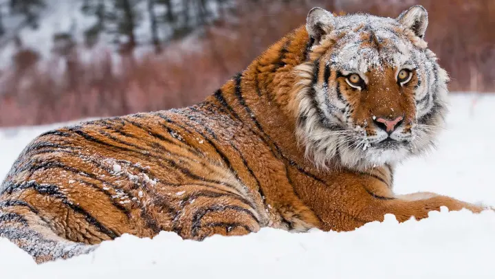 Model Northeast Tiger: King of Tiger World