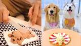 Cat and Dog Reaction to Cake - Funny Cat & Dog Cake Reaction Compilation