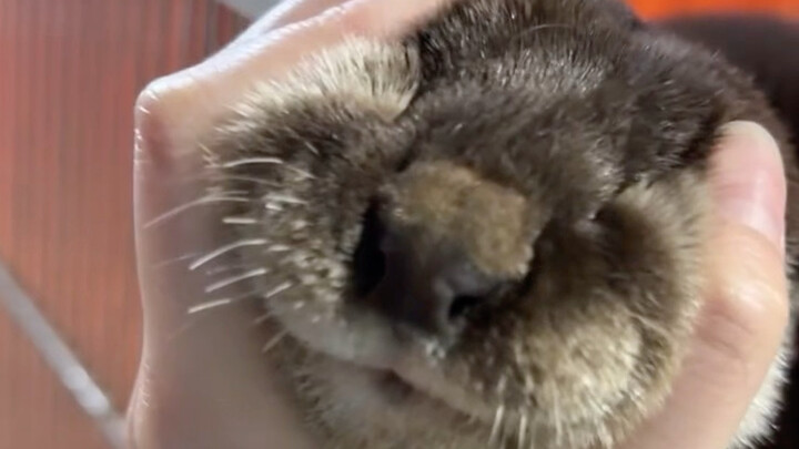 Petting a little otter—their calls are so cute!