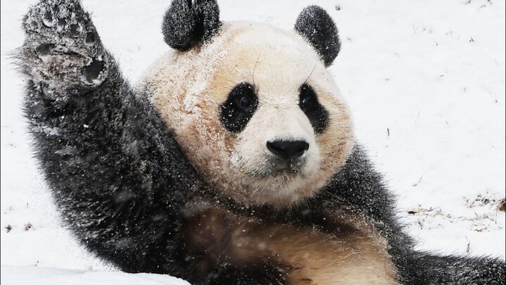 The first-snow news photos of celebrity Fu Bao are absolutely stunning! Netizens are all raving: “Wh