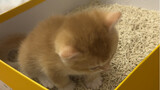 小猫咪猫生第一次使用猫砂教学
