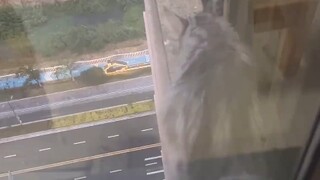 这猫你就养吧一养一个不吱声 气的心抖脚抖手抖