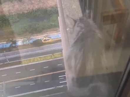 You might as well keep this cat—once you do, it won’t make a peep, driving you so mad your legs and 