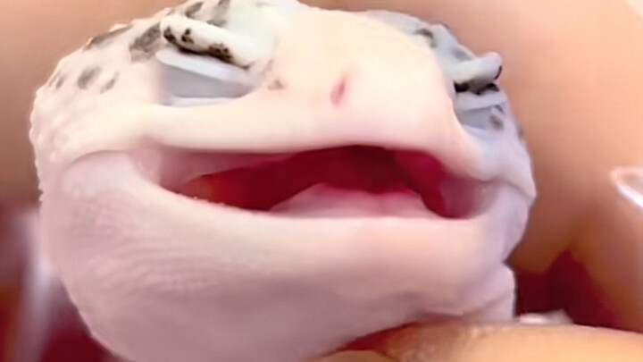 The little fairy’s here! A gecko actually has eyelashes…