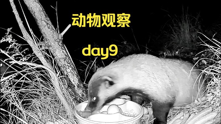 Ngày 9 | Gấu mèo với diện mạo mới xuất hiện chói sáng.