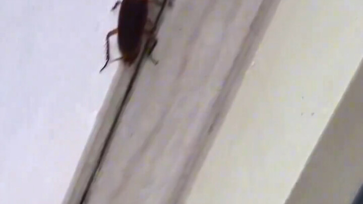 Do cockroaches really talk? Anyone with experience, speak up!