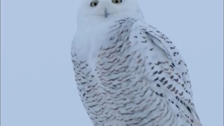 Fakta Menarik tentang Burung Hantu