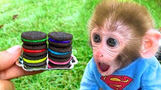 Monkey Baby Bon Bon eats rainbow oreo and swims with puppy, koi fish, goldfish