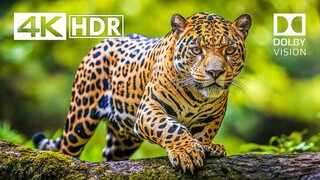 Scavengers Of The Savannah Wild Animals Hunting Documentary National Geographic