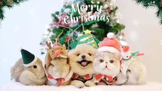 สุขสันต์วันคริสต์มาส 🐶🐰🐱🎁🎄