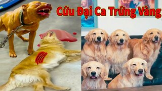 Thú Cưng TV  | Trứng Vàng và Trứng Bạc #25 | Chó Golden Gâu Đần thông minh vui nhộn | Pets smart dog