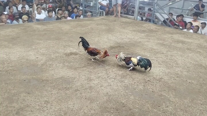 pula satin mga idol win🐓