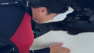 Our killer whale is a real killer whale, not a dyed beluga whale!