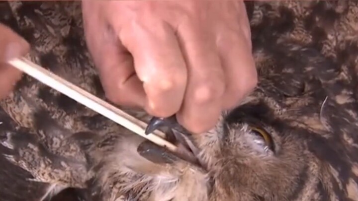 What a clever owl! One of the injured owls asked for help from the police, and the other called 120.