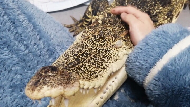【Animal】Let the crocodile comes, but it starts biting the master!!