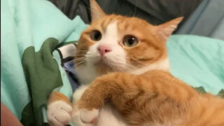 Meow Cat: "Don't touch my head (｀ι_´メ)!"