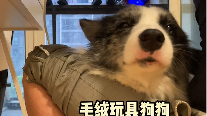 Minta border collie kooperatif saat ditiup bulunya, tapi masa kamu nggak bergerak sama sekali?