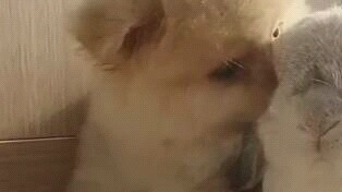[Pomeranian] Wajib ditonton bagi pria: anak anjing mengisap kelinci