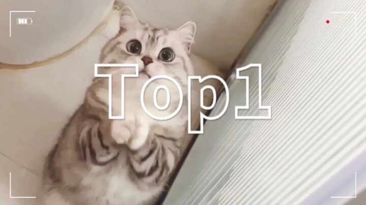 Chỉ cần cái gì là đòi ngay cái đó, chẳng có chút nguyên tắc nào – cô heo Mimi đáng yêu quá đỗi!! (Cl