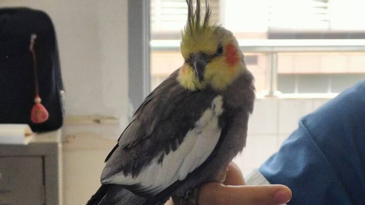 A humble bird keeper found a bird at school!