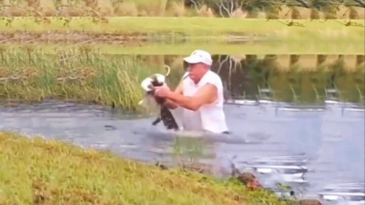 Khói không được rơi! Cụ ông 70 tuổi cứu chó khỏi hàm cá sấu