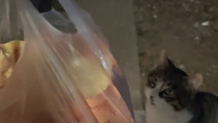 Kitty, kitty, do you want to eat my big pancake?