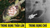 15 Thứ DỊ nhất được tìm thấy BÊN TRONG động vật