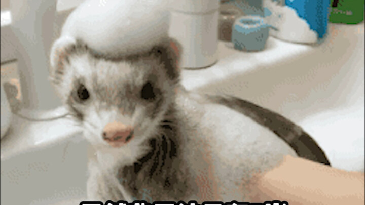 Freddy: Family, am I a qualified electrician?!