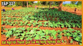 Bất Ngờ Trước Thành Quả Nông Nghiệp Trong Mô Hình VAC Bản Linh Philip ?