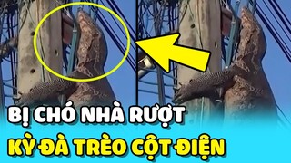 💥Kỳ Đà khổng lồ LEO CỘT ĐIỆN suốt nhiều giờ vì bị CHÓ RƯỢT trong lúc kiếm ăn | TIN GIẢI TRÍ