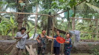 Thu Hoạch Giàn Mướp Hương Rồi Làm Thêm Hai Con Gà Cho Cả Nhà Ăn Thỏa Thích | TKQ & Family T1051