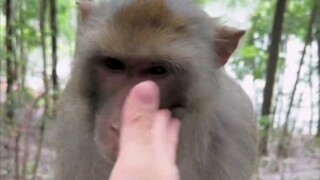 First slap the monkey, then reward him with bread
