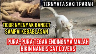 KISAH KUCING JALANAN YANG SAKIT DAN TAHU UMURNYA HANYA SEBENTAR LAGI, PENGEN MERASAKAN KASIH SAYANG.