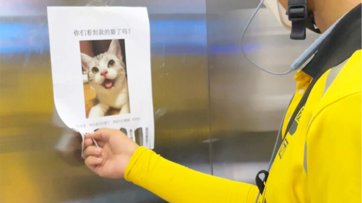 Have you seen my cat?