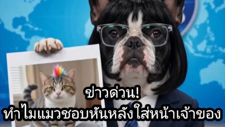 ‎[สำนักข่าว ASUJIAI] ข่าวด่วน! ทำไมแมวชอบหันหลังใส่หลังใส่หน้าเจ้าของ #asujiai #funny #cat #dog