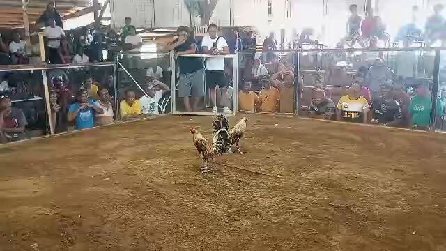 Rosecomb bulik (Dangcagan vs bulik (Kibawe)