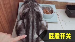 猫咪屁股上有开关，只要主人摸下，可以得到一只永动猫