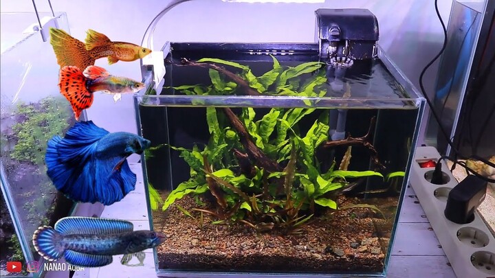 AQUSCAPE MINI TEMA NATURAL WITH LOW BUDGET | SUITABLE FOR DWARF CHANNA OR BETTA
