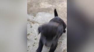 BEE LÁO BẮT VỀ NUÔI 3 NGÀY 😁😁 , cún cỏ cũng khôn lắm mà ta 🐶 Bee chó_cưng cúncon chókhôn