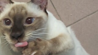 Đại ca, ở đây không có bánh mì ngoan meo à