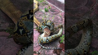 How python choke a King cobra #shorts #kingcobra #diazborneo
