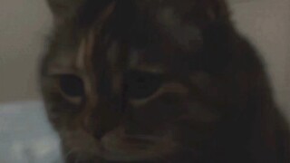 What time is it? Better feed the cat first.