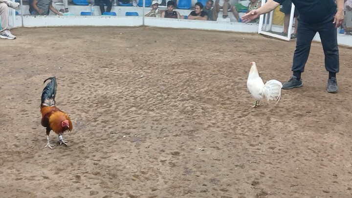 semi bantam draw fight kinapos sa swerte tumakbo ang samin wasak ang bituka nung samin