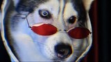 Mi Xiu lại biến hình siêu ngầu #Husky #pet #dog #động vật