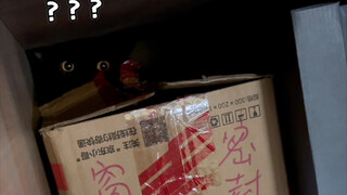 Trust me! Don’t get a black cat! 5555555 is too difficult!