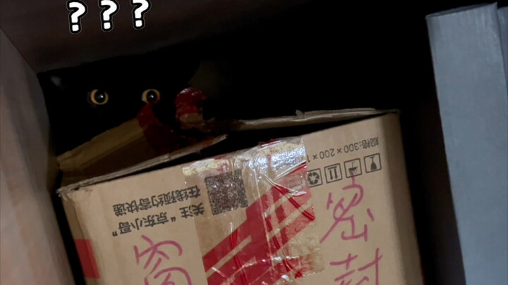Trust me! Don’t get a black cat! 5555555 is too difficult!
