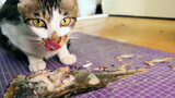 [Video Kucing Makan] Buat Ikan Goreng Pakai Alat Goreng Udara. Segera diambil Pergi.